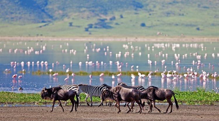 Highlands-Ngorongoro-Wildebeest-And-Flamingos-Hr-750X415